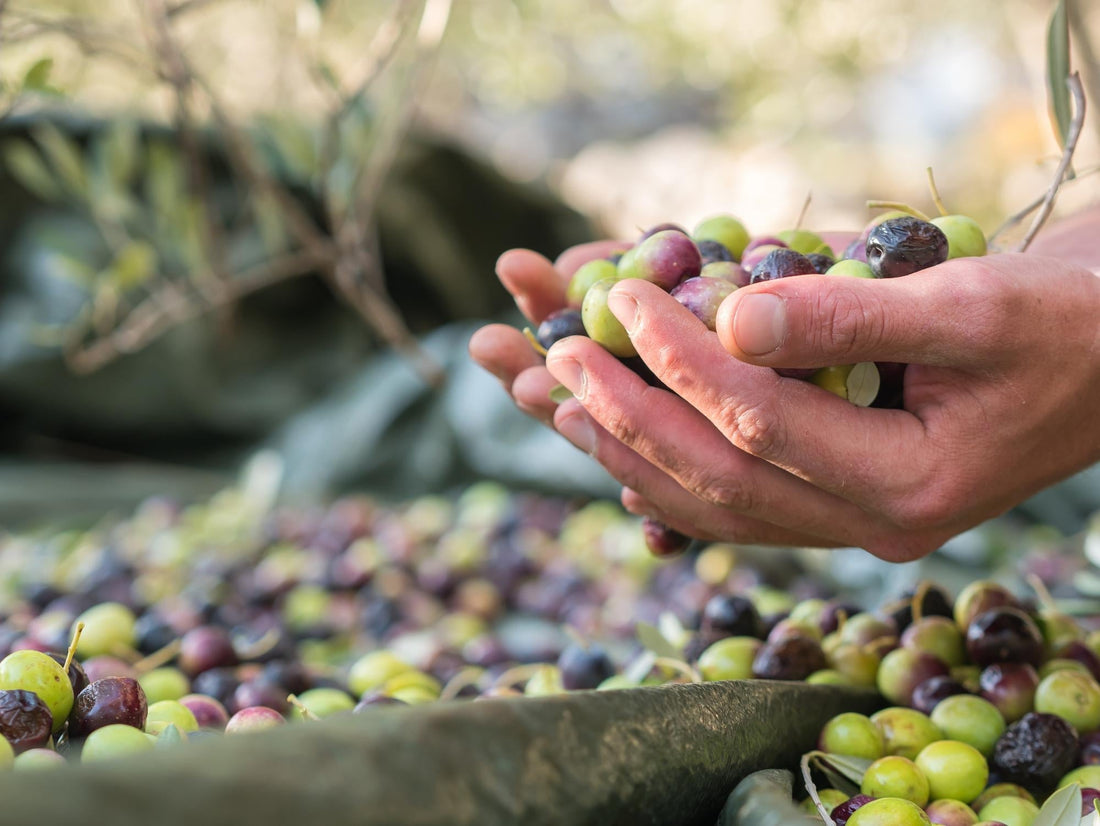 The Surprising Health Benefits of Extra Virgin Olive Oil You Might Not Know