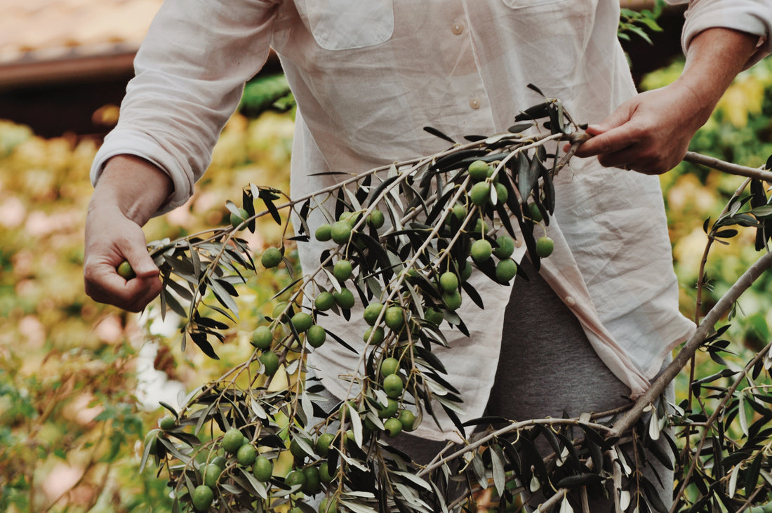 High-Polyphenol Olive Oil: The Science-Backed Superfood for Daily Wellness