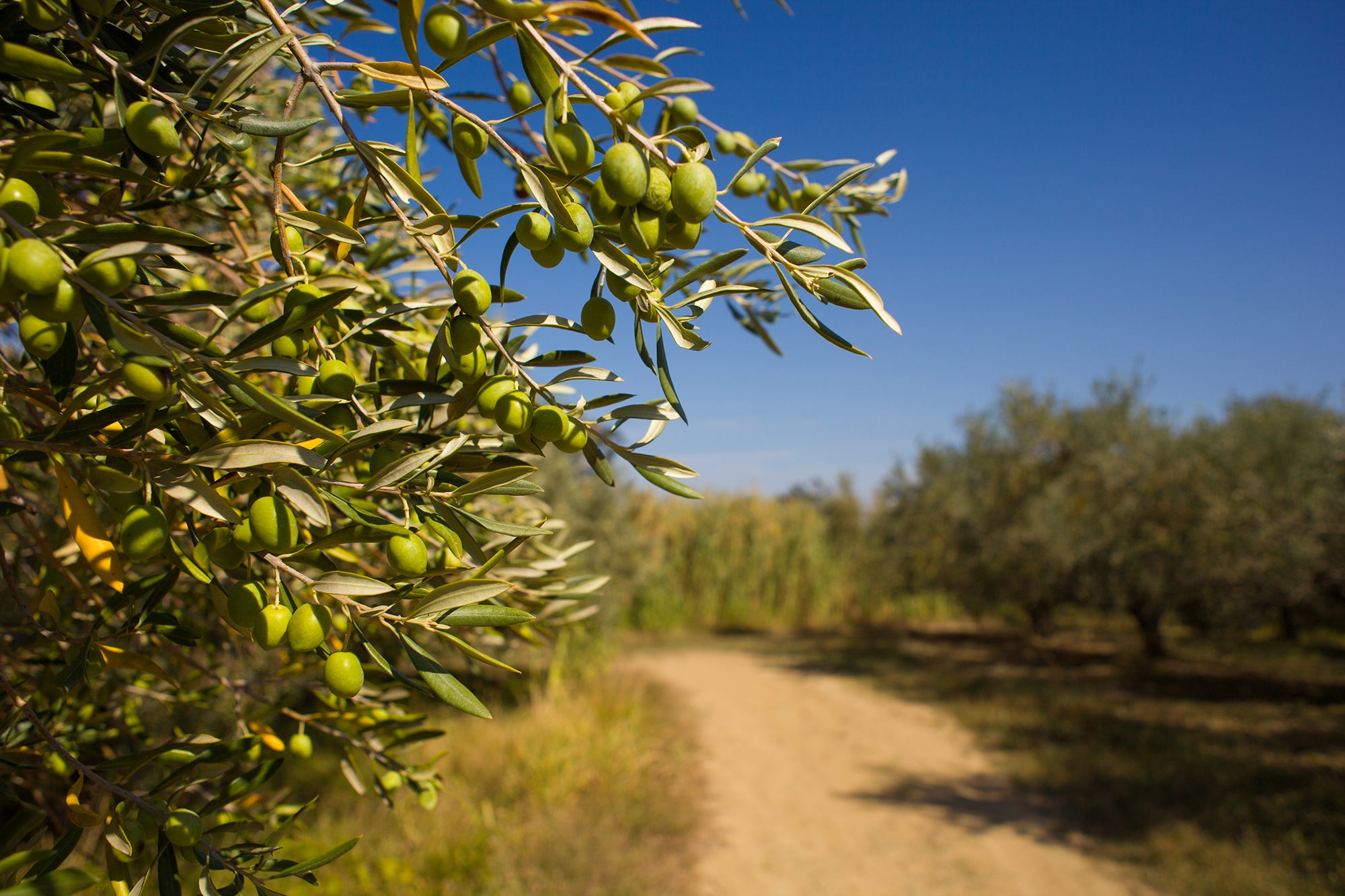 Health Benefits of High Polyphenol Olive Oil: A Daily Wellness Essential